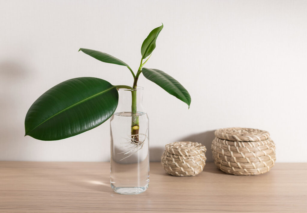 Ficus elastica seedlings with roots in bottle of water on wooden desk at home. Propagating indoor plants. closeup