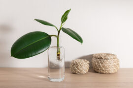 Ficus elastica seedlings with roots in bottle of water on wooden desk at home. Propagating indoor plants. closeup