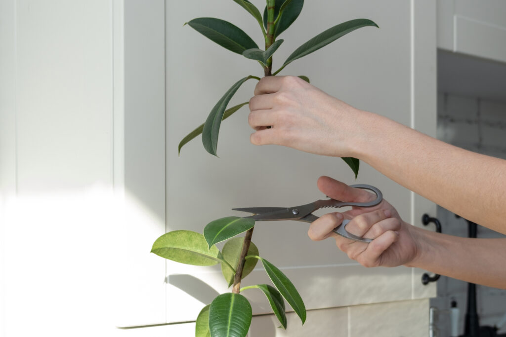 ficus cuttings. Breeding potted plants. Ficus elastica.