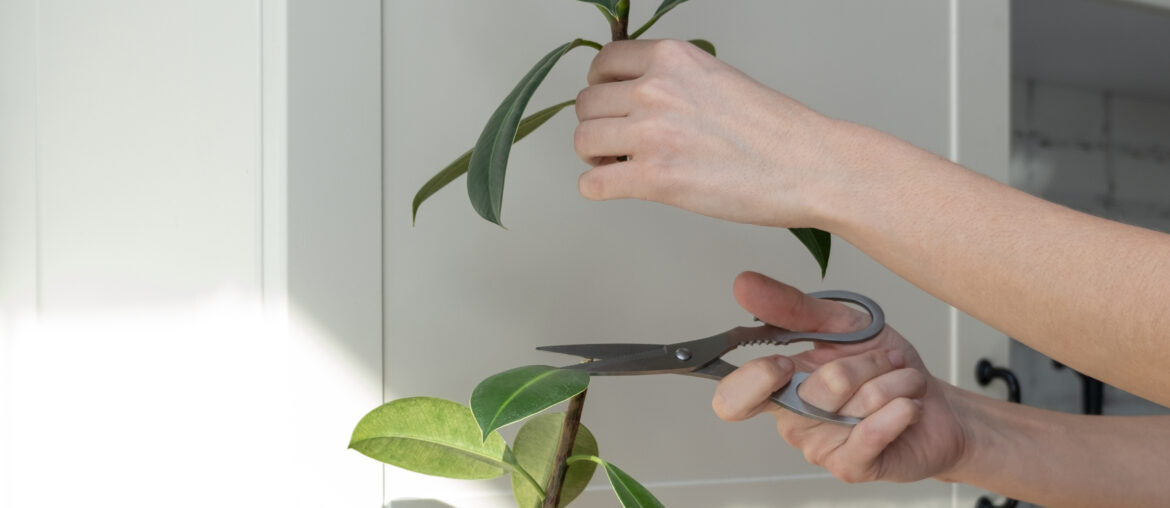 ficus cuttings. Breeding potted plants. Ficus elastica.