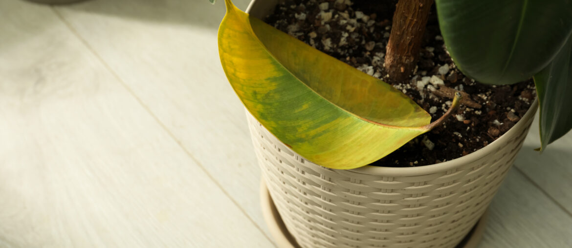 Fallen yellow leaf near potted houseplant indoors. Space for text