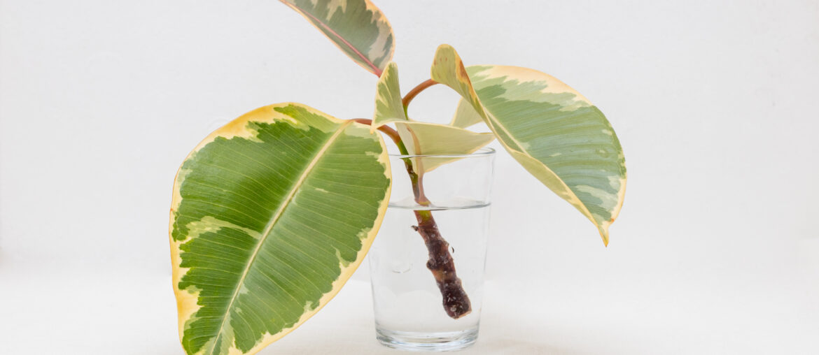 Ficus stalk cut for reproduction, in a glass of water on a white background. Ficus Elastica 'Belize' is a colorful variety of the Rubber Tree