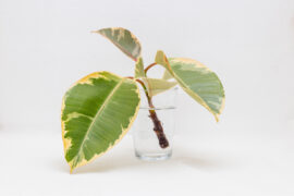 Ficus stalk cut for reproduction, in a glass of water on a white background. Ficus Elastica 'Belize' is a colorful variety of the Rubber Tree