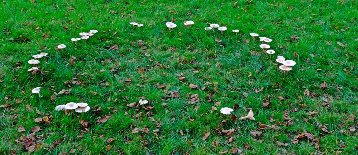 The fairy ring mushrooms (Chlorophyllum molybdites, Garden Fungi) backyard mushroom growing on grass.