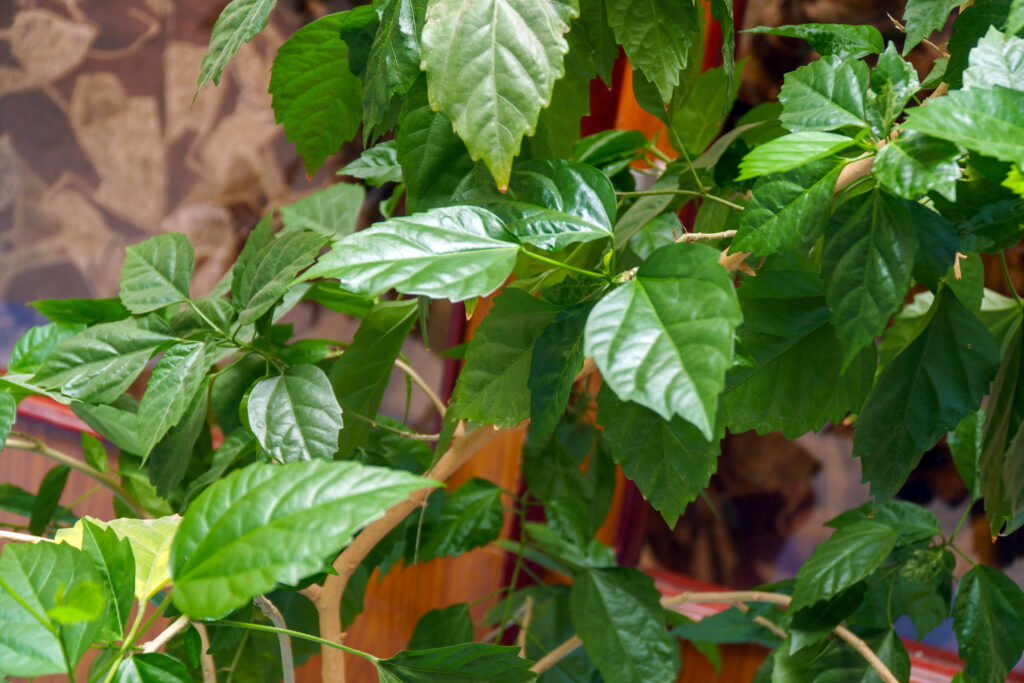 Green leaves of Hibiscus or Chinese rose. Selective focus