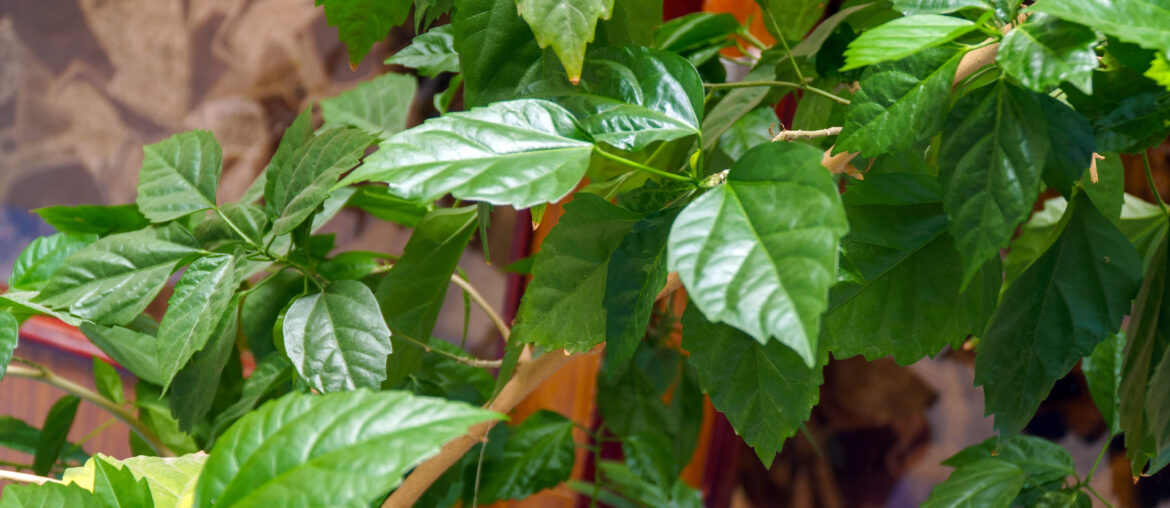 Green leaves of Hibiscus or Chinese rose. Selective focus