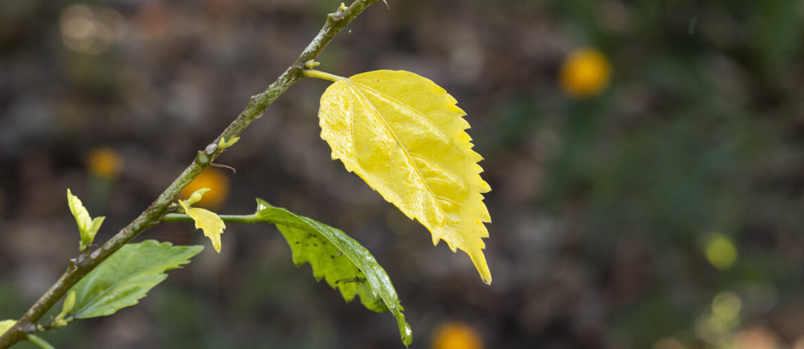 Yellow leaf of hibiscus falling from the tree in autumn