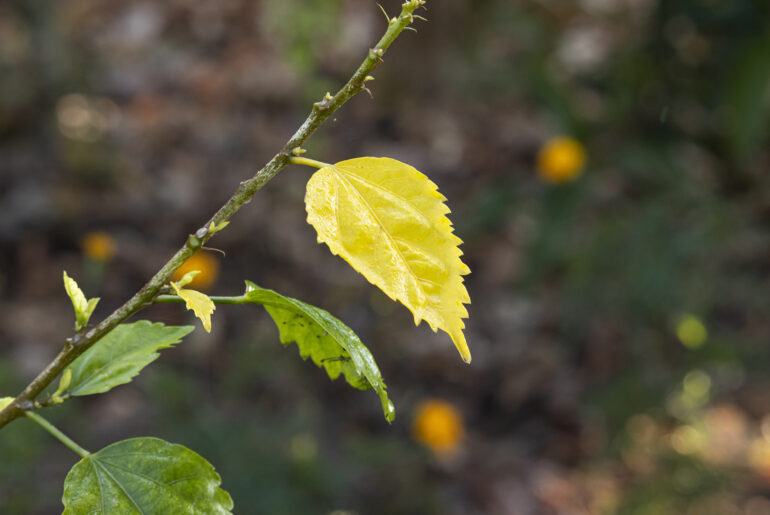 Yellow leaf of hibiscus falling from the tree in autumn