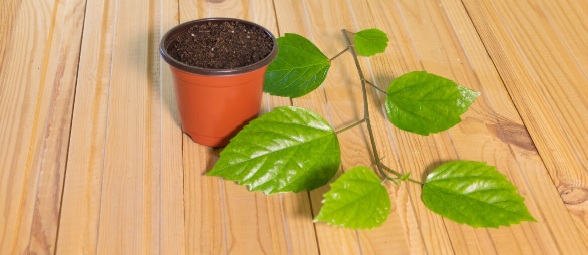 Hibiscus cuttings on wooden background. How to prune hibiscus by cuttings concept - Grow tropical plants at home