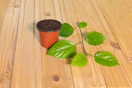 Hibiscus cuttings on wooden background. How to prune hibiscus by cuttings concept - Grow tropical plants at home