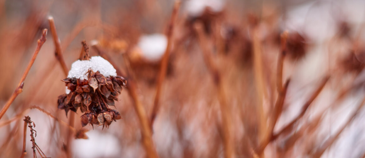 Hydrangea or Hortensia bush with flowers on plant covered by snow in the garden in winter