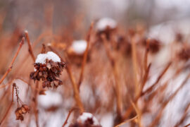 Hydrangea or Hortensia bush with flowers on plant covered by snow in the garden in winter