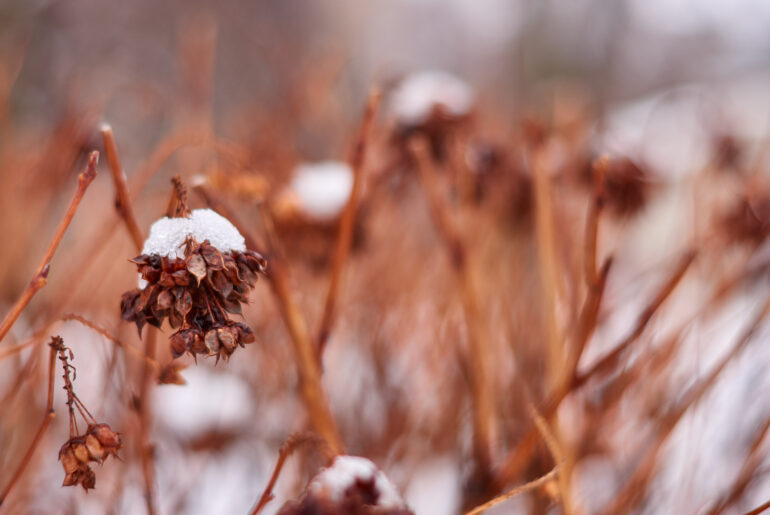 Hydrangea or Hortensia bush with flowers on plant covered by snow in the garden in winter