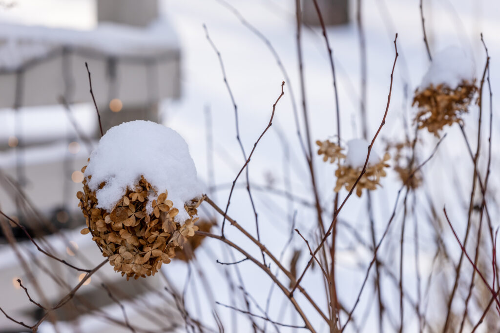 Brown dead hydrangeas (Hydrangea paniculata) flowers in snow at blurry background. Tree hydrangea flowers at winter. Panicle hydrangeas blooms at grey winter day.