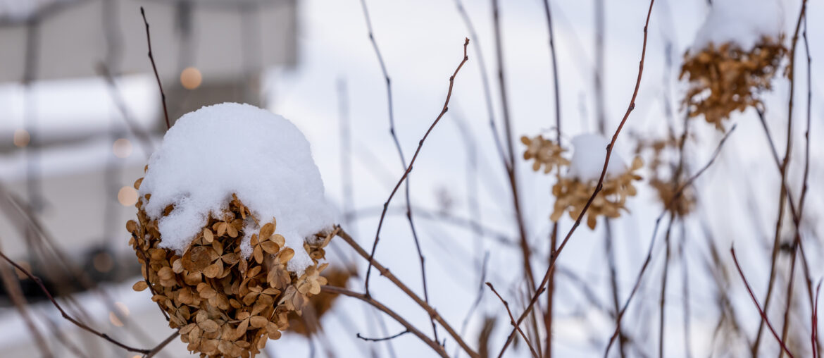 Brown dead hydrangeas (Hydrangea paniculata) flowers in snow at blurry background. Tree hydrangea flowers at winter. Panicle hydrangeas blooms at grey winter day.