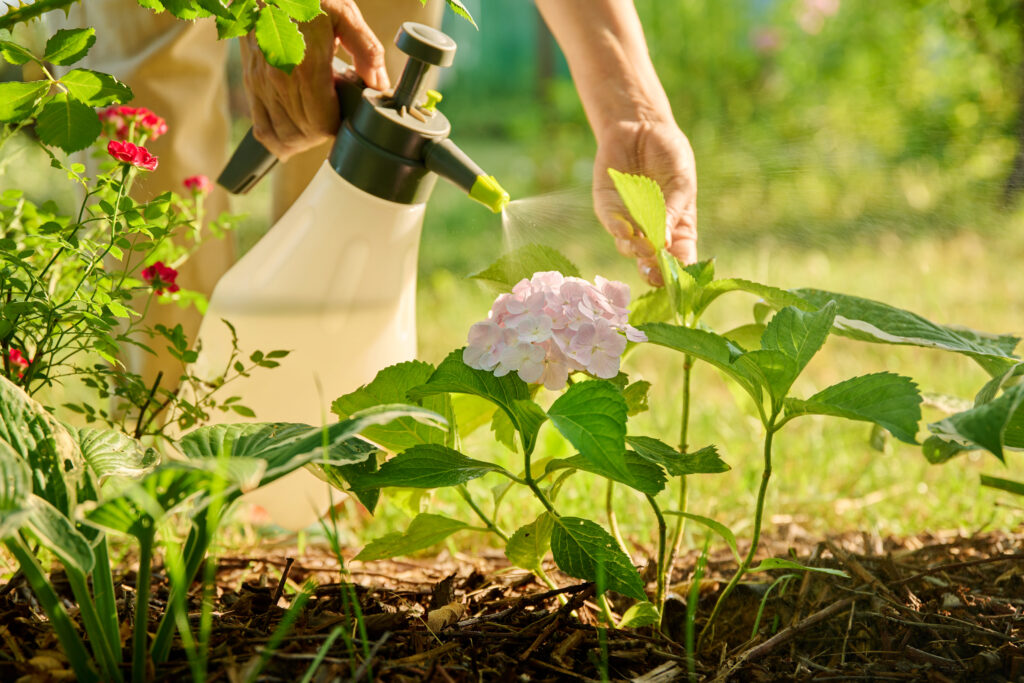 Close up gardener with sprayer caring spraying hydrangea plants in backyard garden