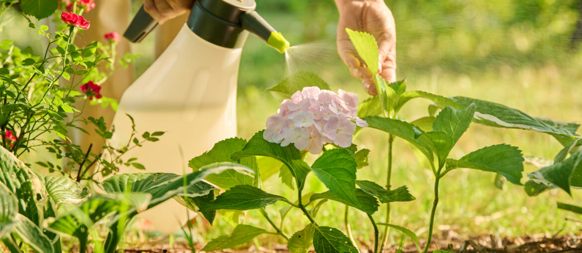 Close up gardener with sprayer caring spraying hydrangea plants in backyard garden