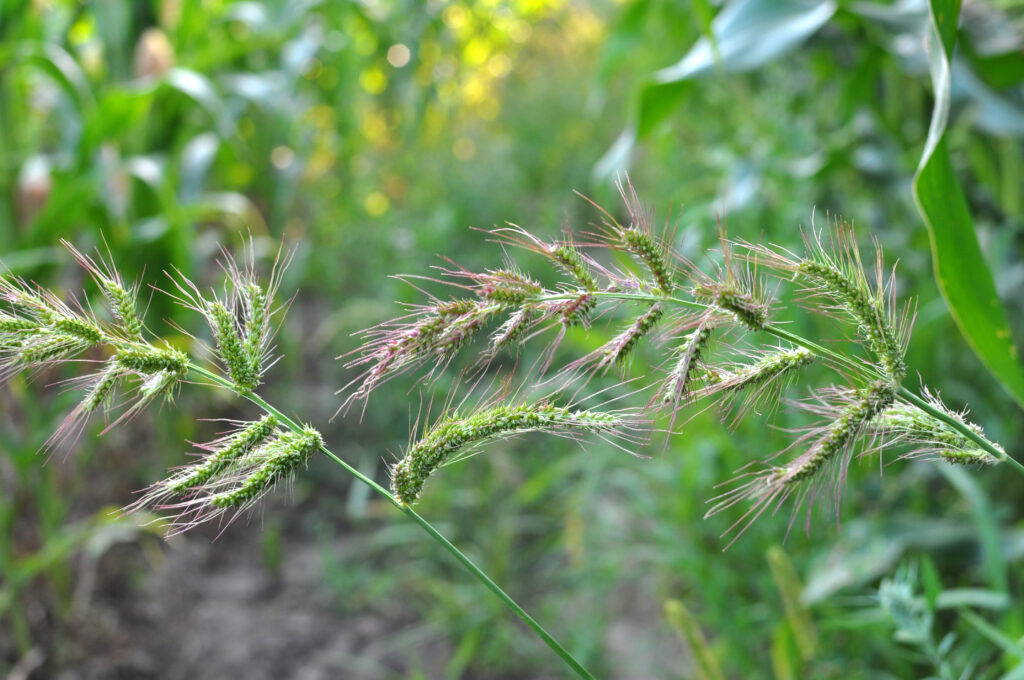 In the field, as weeds grow Echinochloa crus-galli