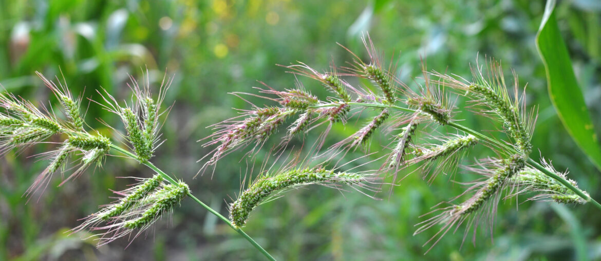 In the field, as weeds grow Echinochloa crus-galli