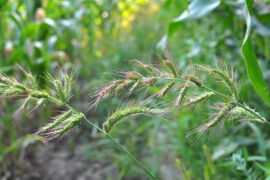 In the field, as weeds grow Echinochloa crus-galli