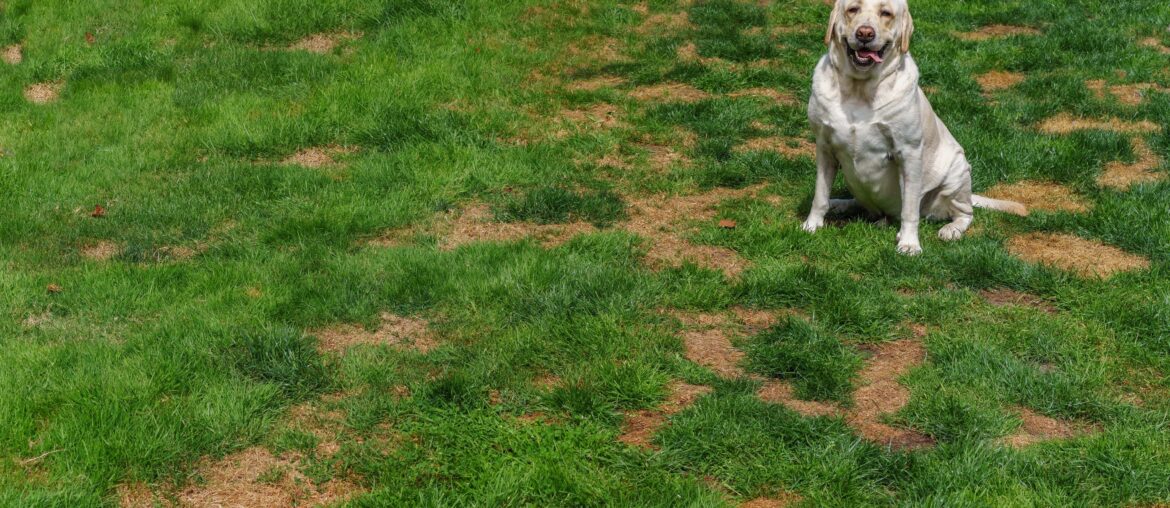 Dog posing on lawn showing damage and urine spots