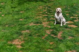 Dog posing on lawn showing damage and urine spots