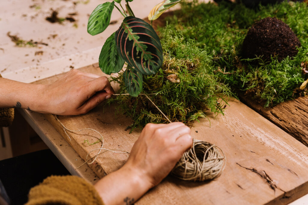 diy home made kokedama. woman making traditional japanese moss ball at home with soil and rope. learning home gardening