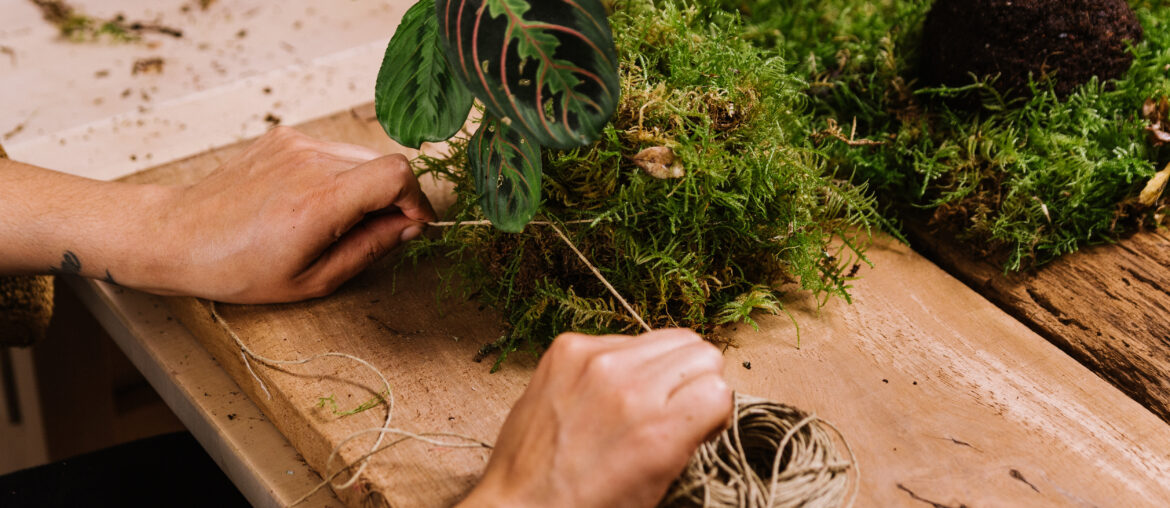 diy home made kokedama. woman making traditional japanese moss ball at home with soil and rope. learning home gardening