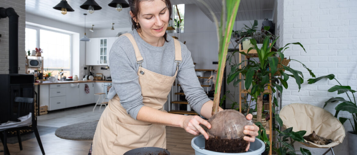 Woman replants a coconut palm nut with a lump of earth and roots in a pot at home in interior. Green house, care and cultivation of tropical plants