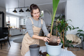 Woman replants a coconut palm nut with a lump of earth and roots in a pot at home in interior. Green house, care and cultivation of tropical plants