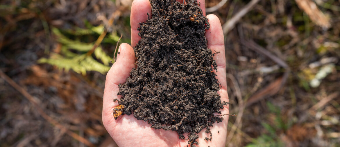 Female farmer hold soil in hands monitoring soil health on a farm in australia