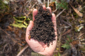 Female farmer hold soil in hands monitoring soil health on a farm in australia