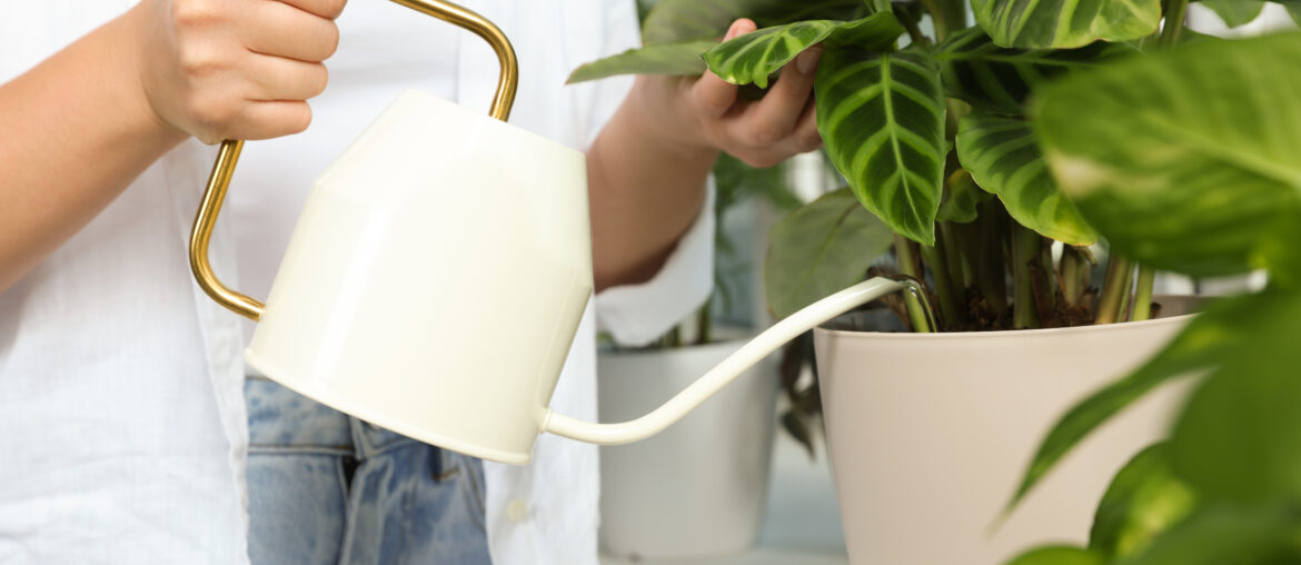 Woman watering beautiful houseplant indoors, closeup view