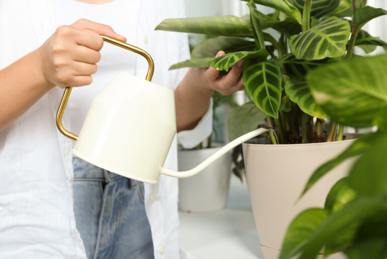 Woman watering beautiful houseplant indoors, closeup view