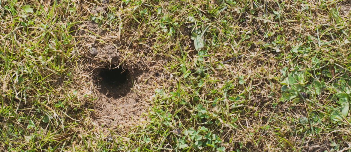 Mouse or vole hole in the spring  lawn, lawn cultivation problem