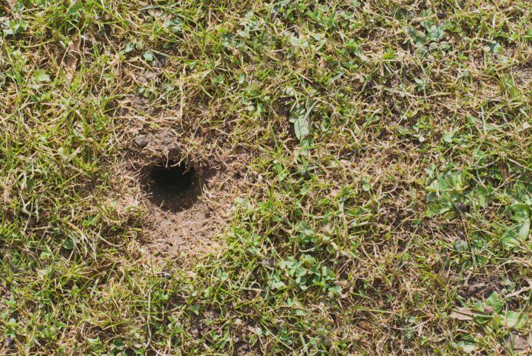 Mouse or vole hole in the spring  lawn, lawn cultivation problem