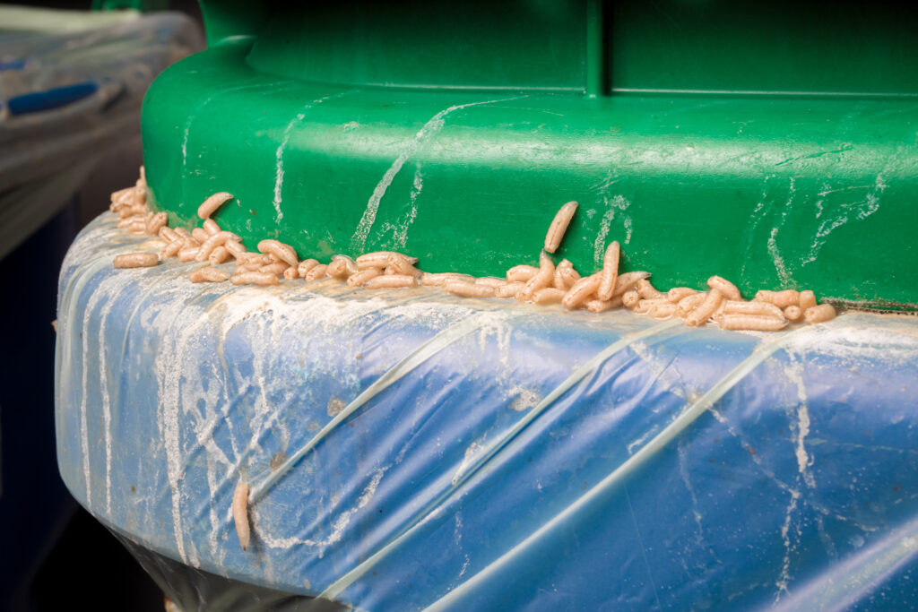 Maggots infestation in organics container, green bin or compost. Maggot feasting on leftovers. Many fly larvaes stuck between bag, bin and lid. Garbage room of residential or commercial building.