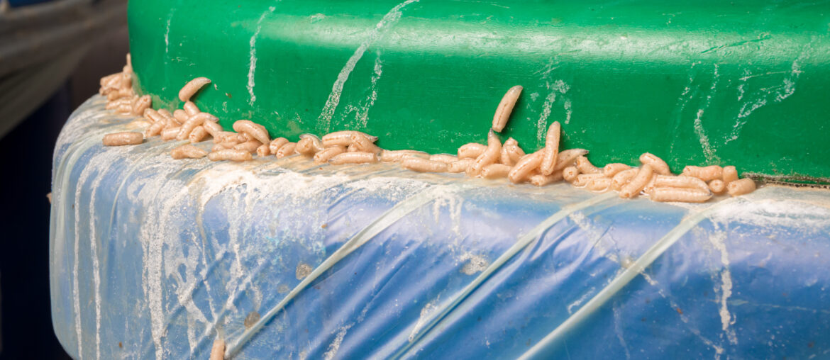 Maggots infestation in organics container, green bin or compost. Maggot feasting on leftovers. Many fly larvaes stuck between bag, bin and lid. Garbage room of residential or commercial building.