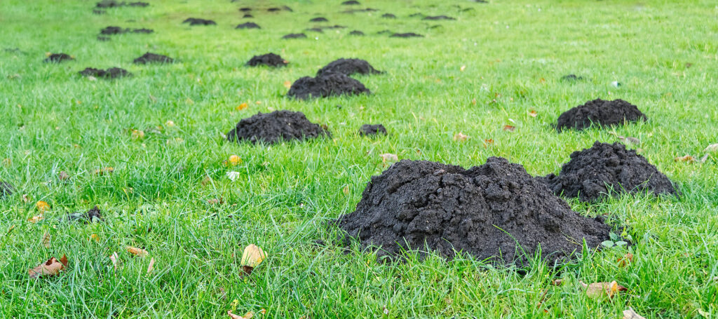 Hole of a mole on a green lawn. Mink mole on the grass in city park at the summer cottage, on the lawn in front of the house, close up