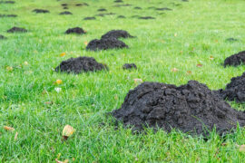 Hole of a mole on a green lawn. Mink mole on the grass in city park at the summer cottage, on the lawn in front of the house, close up