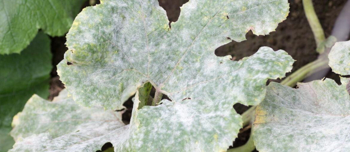 Fatal fungus on plants called powdery mildew