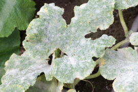 Fatal fungus on plants called powdery mildew