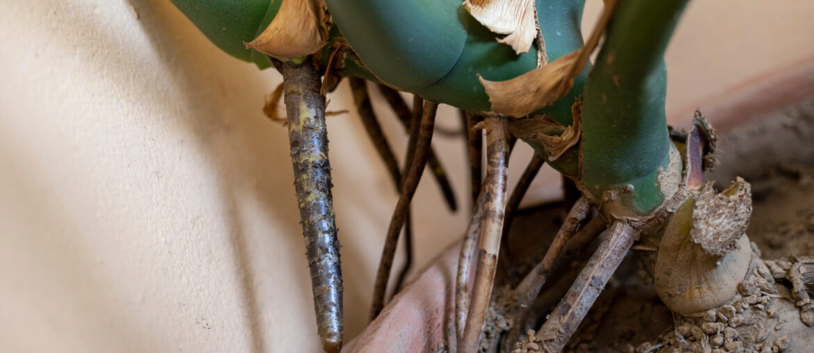 Mmonstera deliciosa plant aerial roots