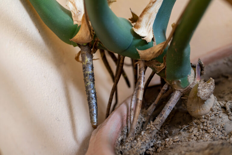 Mmonstera deliciosa plant aerial roots