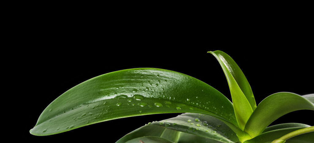 Orchid leaf in black background