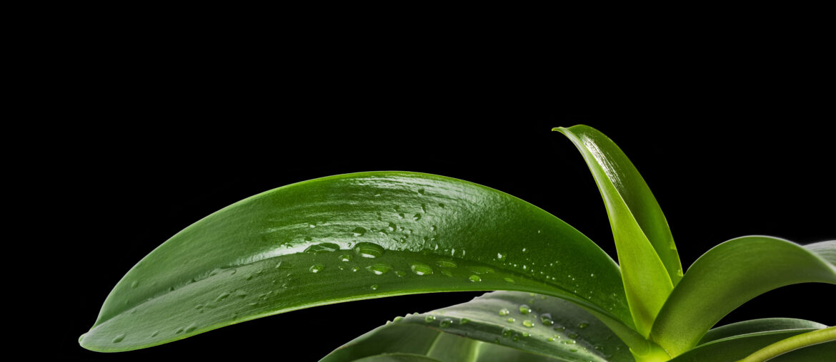 Orchid leaf in black background