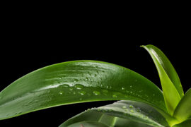 Orchid leaf in black background