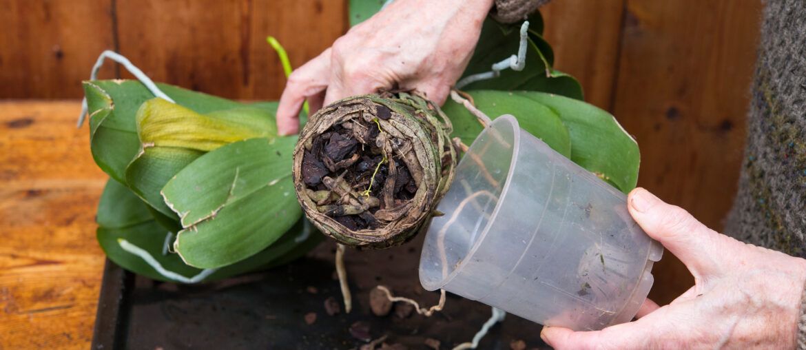 man repotting of moth orchid with damaged roots