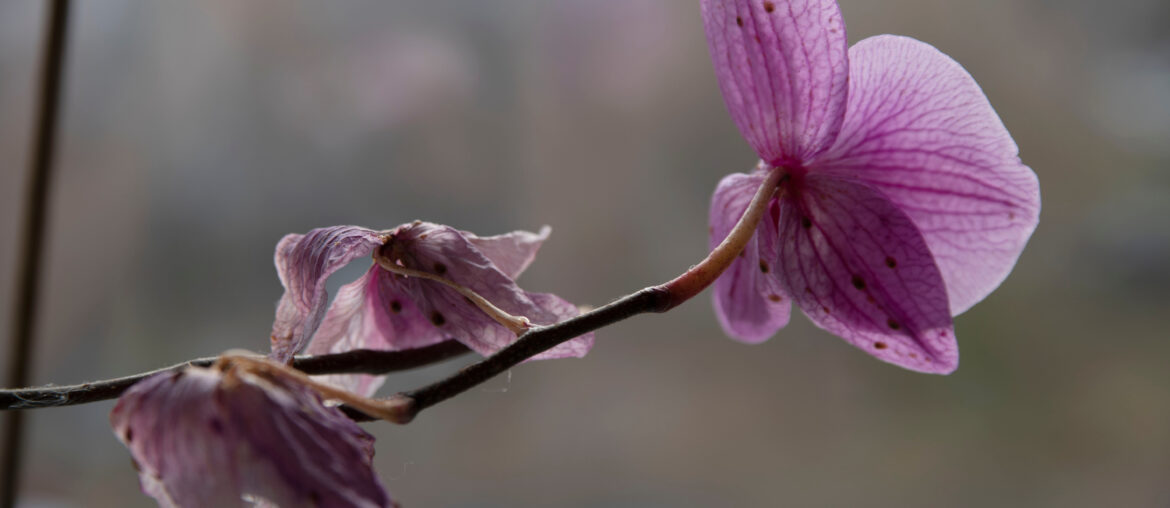 Sick orchid, powdery mildew disease. A branch of a pink orchid blooming orchid on a blurry background.