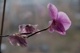 Sick orchid, powdery mildew disease. A branch of a pink orchid blooming orchid on a blurry background.